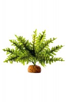 Папортник Бостон